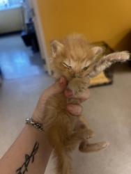 Shelter Stray Male Cat last seen Near Via Miramonte, 75150, TX, 1650 Gross Rd, Mesquite, TX 75149, USA