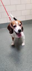 Shelter Stray Male Dog last seen Annandale Campus NVCC on Little River Tpke bus stp, Fairfax County, VA, 4500 West Ox Rd, Fairfax, VA 22030, USA