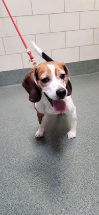 Shelter Stray Male Dog last seen Annandale Campus NVCC on Little River Tpke bus stp, Fairfax County, VA, 4500 West Ox Rd, Fairfax, VA 22030, USA