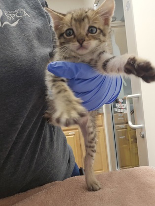 Shelter Stray Female Cat last seen J ST at ELVAS AVE, City of Sacramento, CA, 6201 Florin Perkins Rd, Sacramento, CA 95828, USA