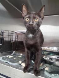 Shelter Stray Male Cat last seen Presidents Ct and Ann Marie Dr, CMACC, NC, 1348 Parker Dr, Charlotte, NC 28208, USA