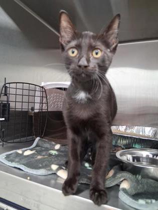 Shelter Stray Male Cat last seen Presidents Ct and Ann Marie Dr, CMACC, NC, 1348 Parker Dr, Charlotte, NC 28208, USA