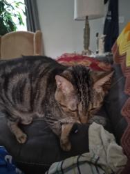 Lost Female Cat last seen Yucatan, yucatan ct, loquat ln, Orlando, FL 32807
