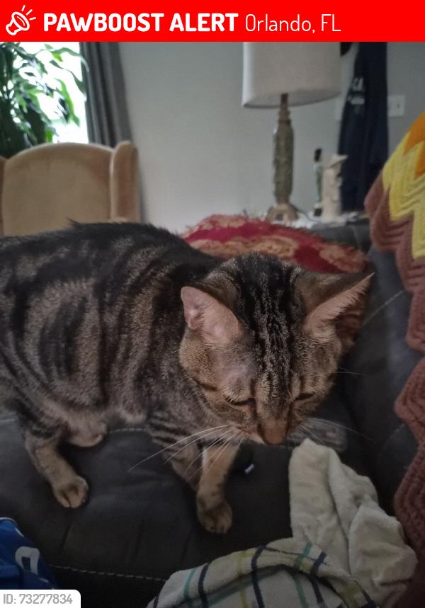 Lost Female Cat last seen Yucatan, yucatan ct, loquat ln, Orlando, FL 32807