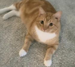 Lost Male Cat last seen Ben Sanders RD, Fish RD, Spring Break Baptist Church, Dalzell, SC 29040