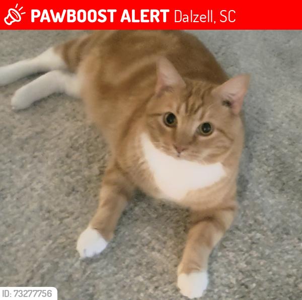 Lost Male Cat last seen Ben Sanders RD, Fish RD, Spring Break Baptist Church, Dalzell, SC 29040