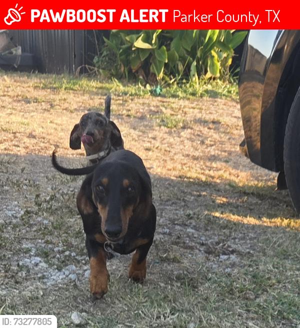 Lost Male Dog last seen New Highland, Parker County, TX 76082