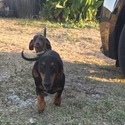Lost Male Dog last seen New Highland, Parker County, TX 76082
