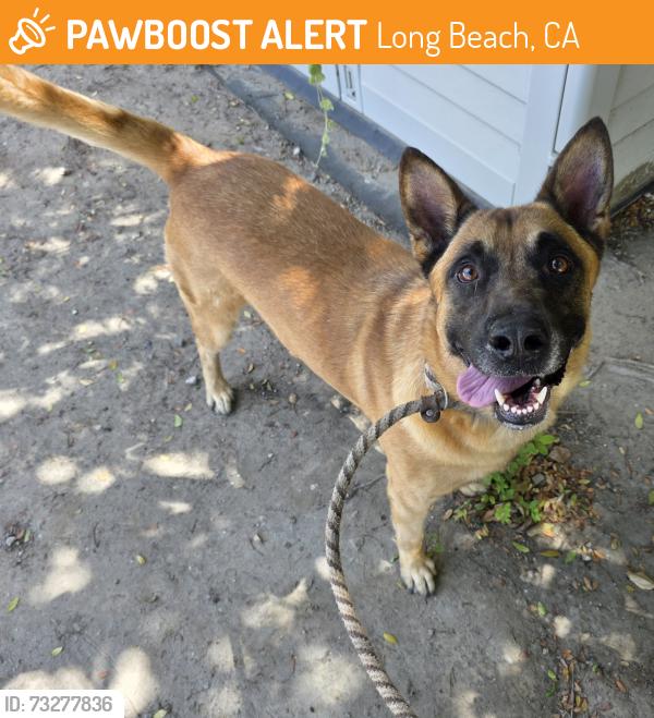 Found/Stray Male Dog last seen Near W Cowles St, Long Beach, CA 90813, Long Beach, CA 90813