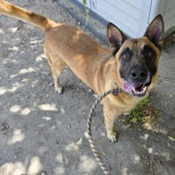 Found/Stray Male Dog last seen Near W Cowles St, Long Beach, CA 90813, Long Beach, CA 90813
