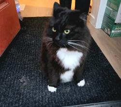 Lost Male Cat last seen Keswick, Edmonton, AB 