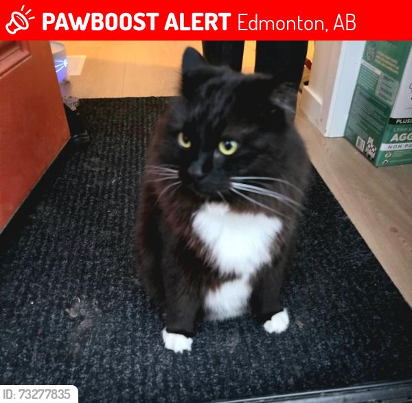 Lost Male Cat last seen Keswick, Edmonton, AB 