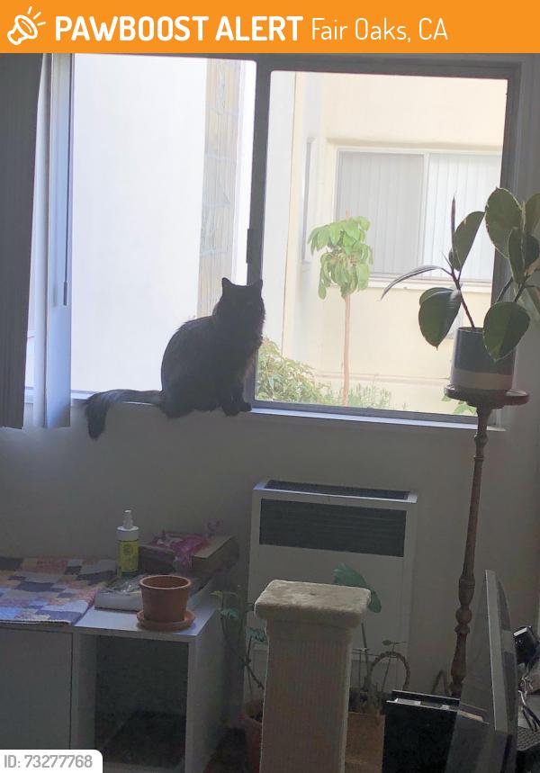 Found/Stray Unknown Cat last seen On Bannister between Winding and Brookhill, Fair Oaks, CA 95628