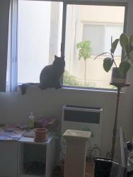 Found/Stray Unknown Cat last seen On Bannister between Winding and Brookhill, Fair Oaks, CA 95628