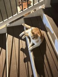 Lost Male Cat last seen Telegraph ave, Chicopee, Chicopee, MA 01020