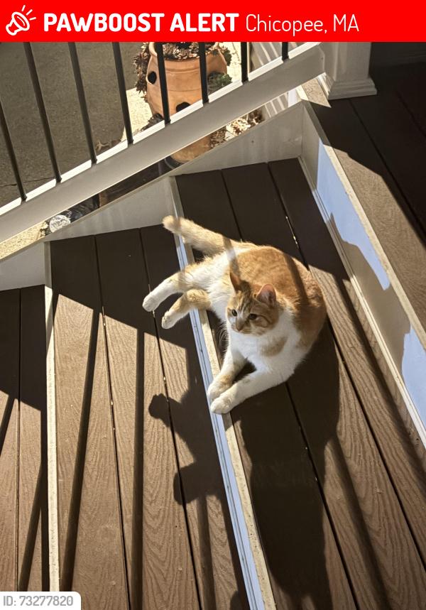 Lost Male Cat last seen Telegraph ave, Chicopee, Chicopee, MA 01020