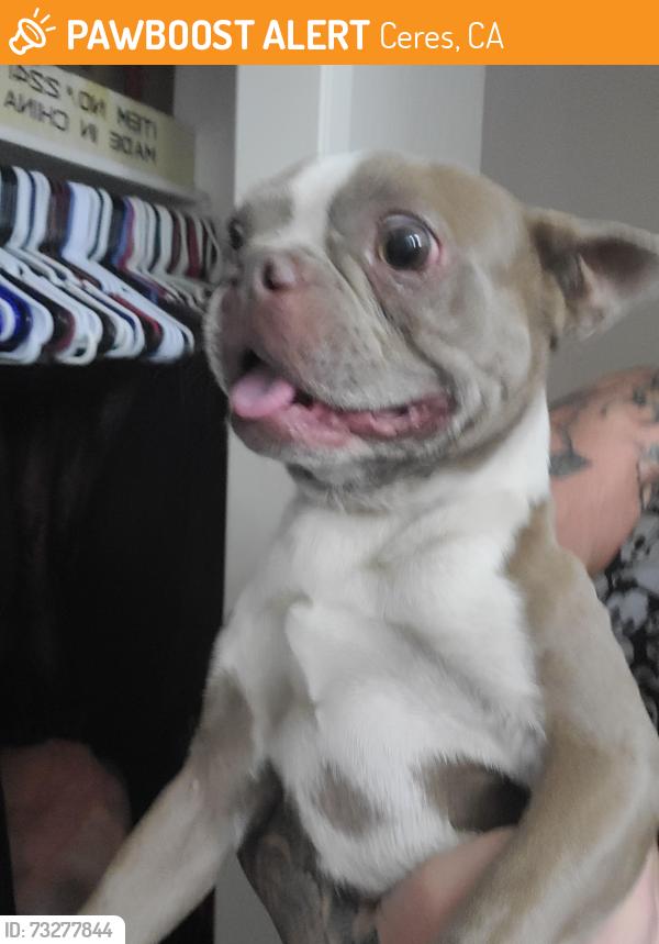 Found/Stray Male Dog last seen Boothe road ceres, Ceres, CA 95354