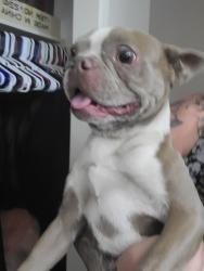 Found/Stray Male Dog last seen Boothe road ceres, Ceres, CA 95354