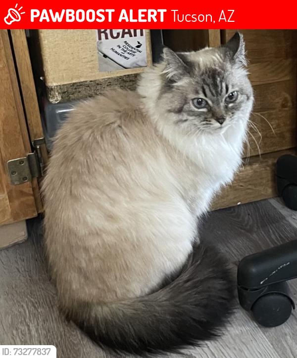 Lost Female Cat last seen 5th st and Belvedere Ave, Tucson, AZ 85711