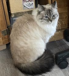 Lost Female Cat last seen 5th st and Belvedere Ave, Tucson, AZ 85711