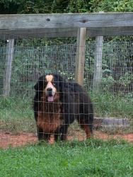 Reunited Male Dog last seen Mcleary Rd and Hodges bend Rd, Sevier County, TN 37876