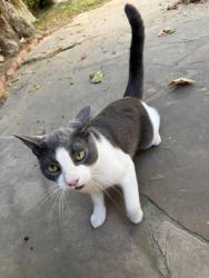 Reunited Unknown Cat last seen Burbank Blvd, Van Nuys Blvd, Los Angeles, CA 91496