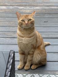 Lost Male Cat last seen Business 331, Ashton Park neighborhood, Freeport, FL 32439