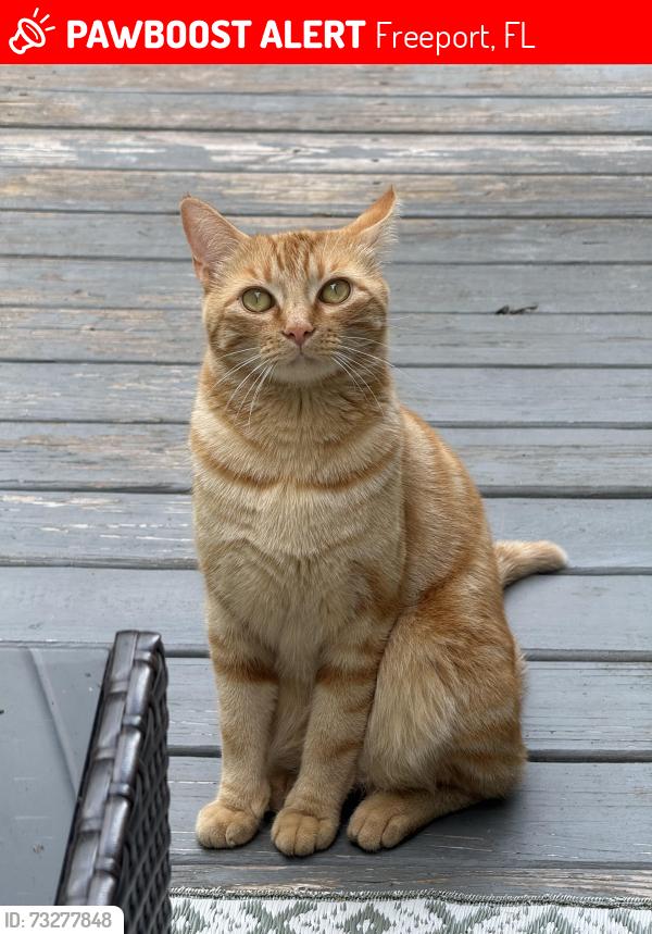 Lost Male Cat last seen Business 331, Ashton Park neighborhood, Freeport, FL 32439