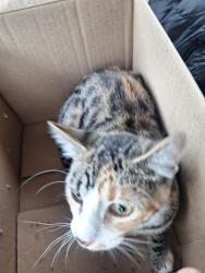 Found/Stray Unknown Cat last seen Truman rd independence, Independence, MO 64056