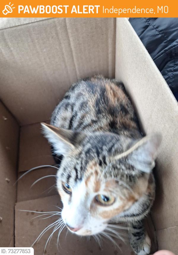 Found/Stray Unknown Cat last seen Truman rd independence, Independence, MO 64056