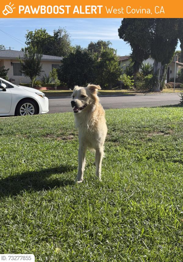 Found/Stray Male Dog last seen Michelle street by shakey’s, West Covina, CA 91790