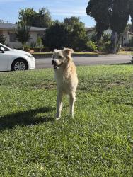 Found/Stray Male Dog last seen Michelle street by shakey’s, West Covina, CA 91790