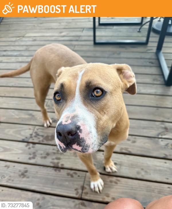 Found/Stray Female Dog last seen Liberty Hwy and Ruhamah Rd, Anderson County, SC 29657