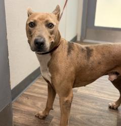Shelter Stray Male Dog last seen Apt 77,2888 Iris Avenue, San Diego, CA, 92154, 5500 Gaines St, San Diego, CA 92110, USA
