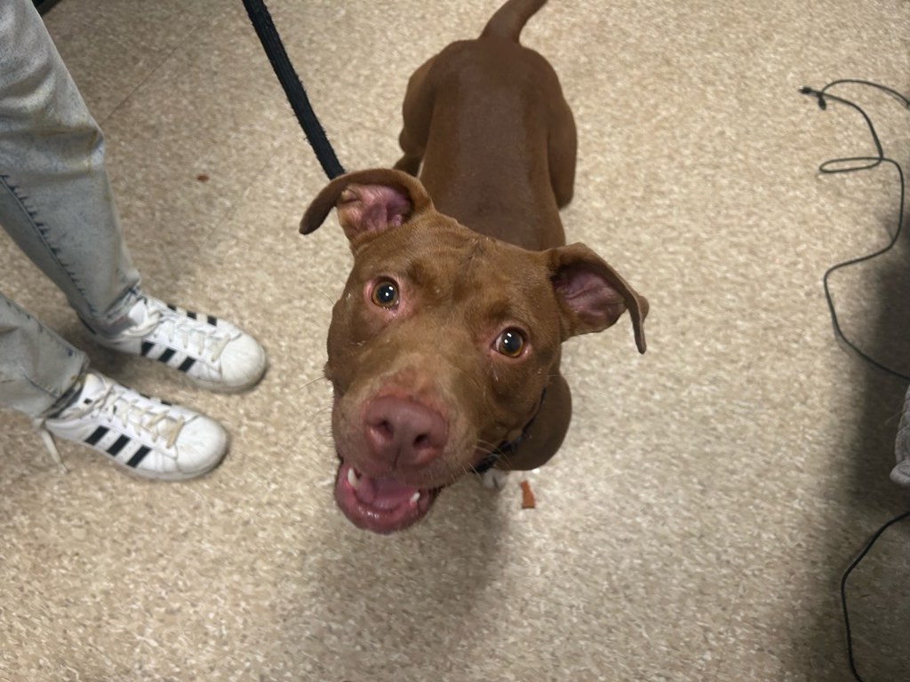 Shelter Stray Female Dog last seen E 128th Street, NEW YORK, NY, 10027, 326 E 110th St, New York, NY 10029, USA