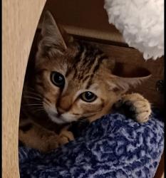 Shelter Stray Female Cat last seen Near Beta Street, San Diego, CA, 92113, 5500 Gaines St, San Diego, CA 92110, USA
