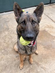 Shelter Stray Female Dog last seen 951A Heritage Road, San Diego, CA, 92154, 5500 Gaines St, San Diego, CA 92110, USA
