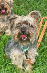 Shelter Stray Male Dog last seen Apt c,6101 Heritage Hill Drive, GLEN BURNIE, MD, 21061, 411 Maxwell Frye Rd, Millersville, MD 21108, USA