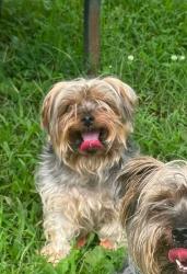 Shelter Stray Male Dog last seen Apt c,6101 Heritage Hill Drive, GLEN BURNIE, MD, 21061, 411 Maxwell Frye Rd, Millersville, MD 21108, USA