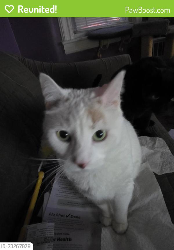 Reunited Female Cat last seen MLK and Ocean Avenue, Jersey City, NJ 07305