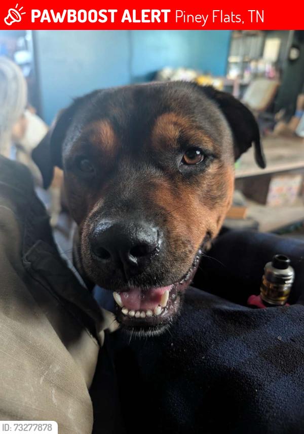 Lost Male Dog last seen Allison Road, Piney Flats, TN 37686