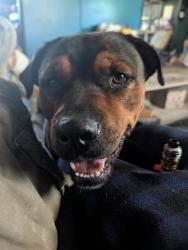 Lost Male Dog last seen Allison Road, Piney Flats, TN 37686