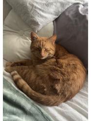 Reunited Male Cat last seen Near Broadway, Orangeville, ON L9W 7N8, Canada, Orangeville, ON L9W 7N8