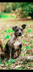 Lost Female Dog last seen Satsuma highschool, Satsuma, AL 36572