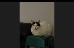 Reunited Male Cat last seen Near Hunterswood and Foxhunt, Waterloo, ON N2K 3E9