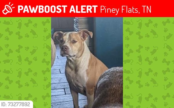Lost Female Dog last seen Devault bridge Road, Piney Flats, TN 37686