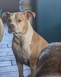 Lost Female Dog last seen Devault bridge Road, Piney Flats, TN 37686