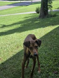 Found/Stray Male Dog last seen Shallowford rd off cleaveland highway, Dalton, GA 30721
