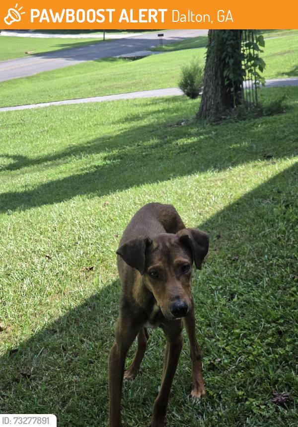 Found/Stray Male Dog last seen Shallowford rd off cleaveland highway, Dalton, GA 30721