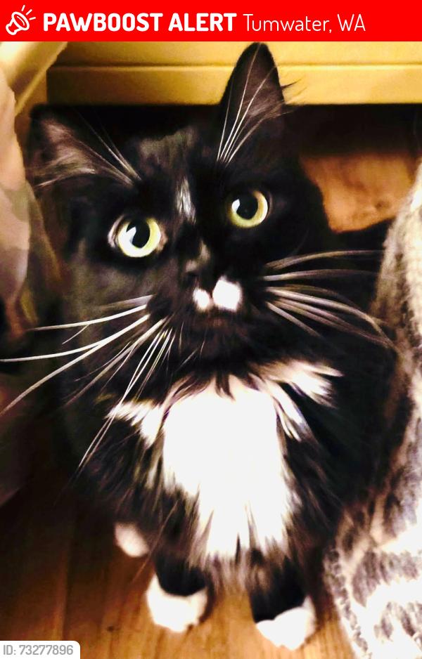 Lost Male Cat last seen V st SE, Tumwater, WA 98501